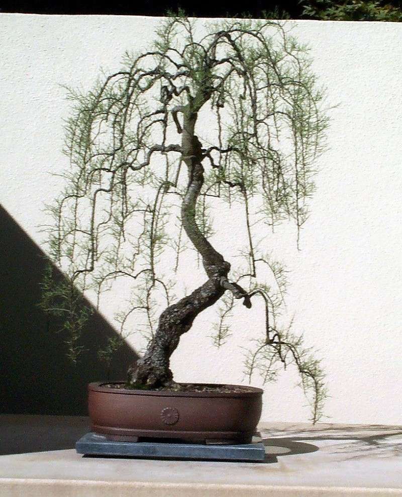 Tamarisk bonsai Tamari10