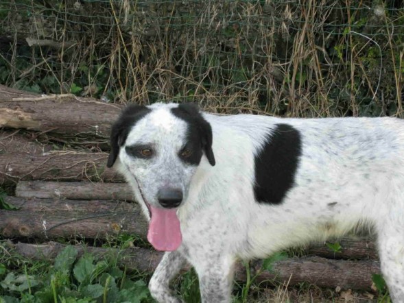 38 - ROMEO croisé Setter 4 ans ... une nouvelle chance Romeo10