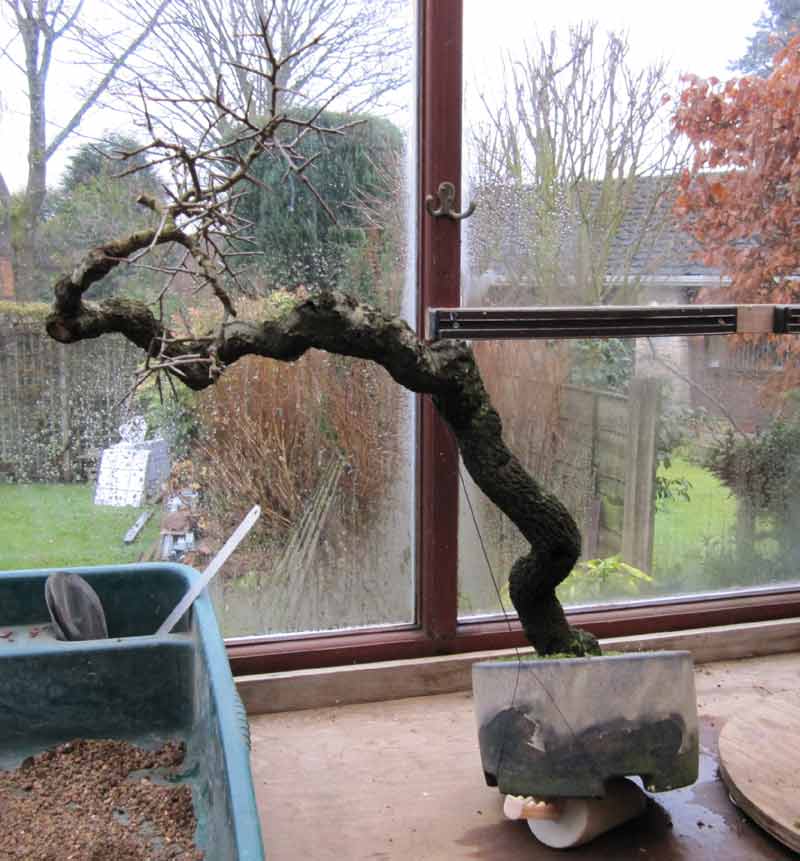 Literati Prunus Spinosa 'Fifty' final potting from Duffet to Albright 01_bla10