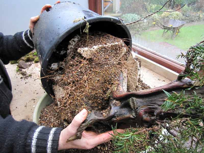 Wiring an Old Yew into a training pot 02-big11