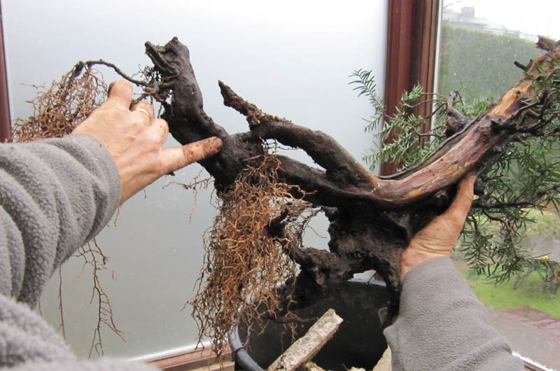 Wiring an Old Yew into a training pot 04-big10