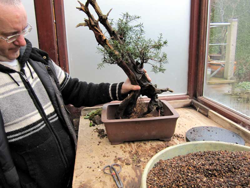 Wiring an Old Yew into a training pot 09-big10