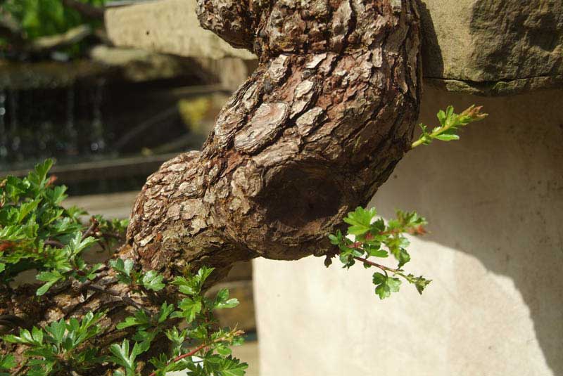 What happened to that Hawthorn from Joy of Bonsai - Page 2 Dscf2113