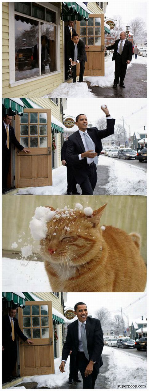 Obama assults kitten! 5yxcu010