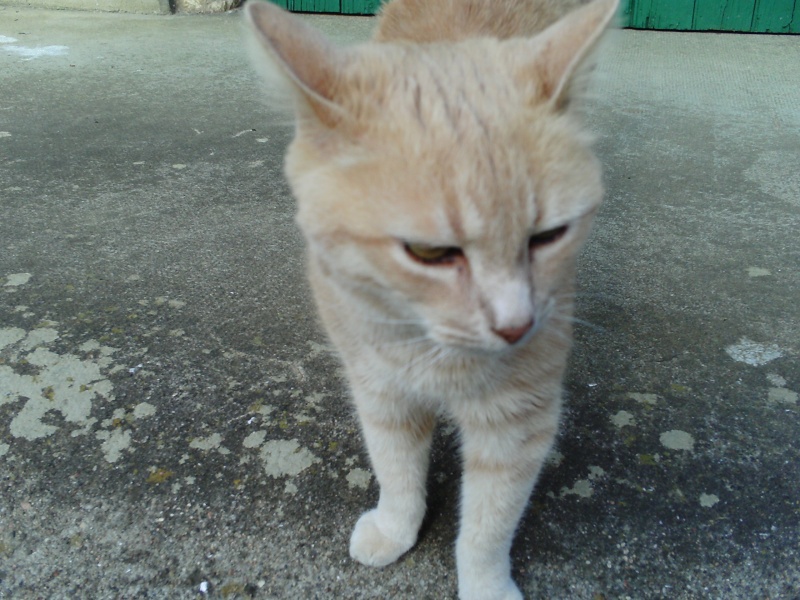 Nilda et ses copains les chats Photo_31