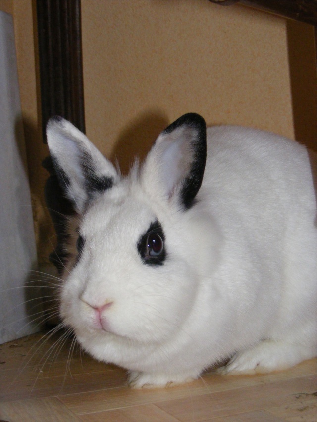 [Adoptée] Snowy, lapine blanche et noire, 2 ans et demi, Asso Poil de Carotte (59) 10020910