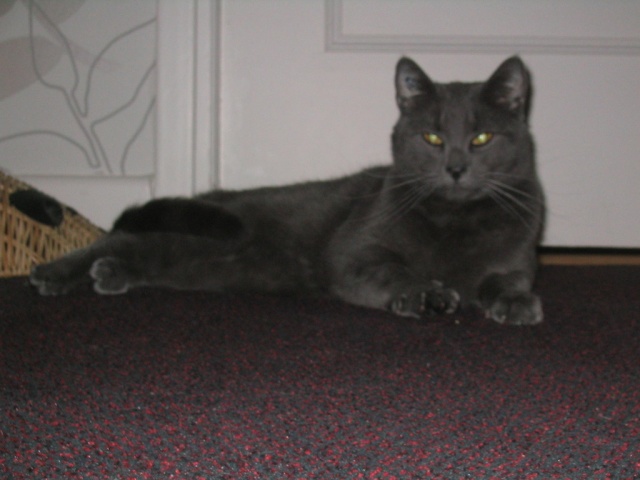 Willow, type chartreux, 2 ans Chatis10