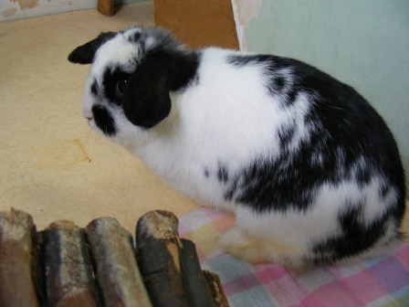 [Adoptée] Cracotte, lapine bélier noire et blanche, née en juillet 2007, Asso Poil de Carotte Cracot10