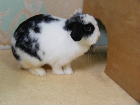 [Adoptée] Cracotte, lapine bélier noire et blanche, née en juillet 2007, Asso Poil de Carotte Cracot11