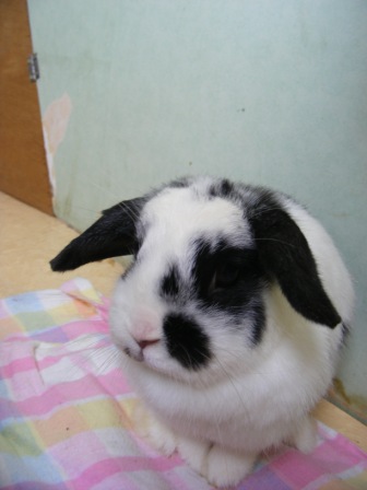 [Adoptée] Cracotte, lapine bélier noire et blanche, née en juillet 2007, Asso Poil de Carotte Cracot12