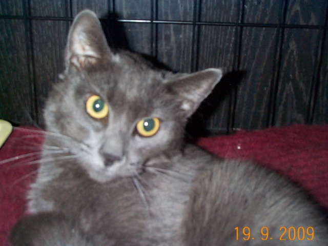 Willow, type chartreux, 2 ans Dcp00910