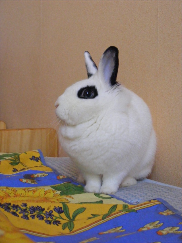 [Adoptée] Snowy, lapine blanche et noire, 2 ans et demi, Asso Poil de Carotte (59) Fa_10_13