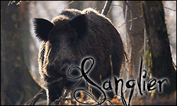 1er chasse en sologne - Page 3 Sangli10