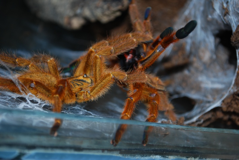 Mygale - Pterinochilus murinus Pterin16