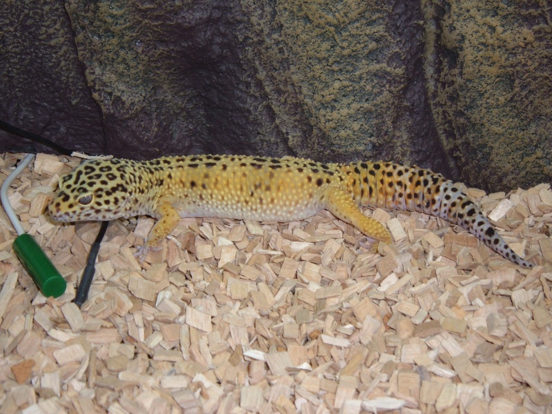 mes geckos leopards Dscf3312