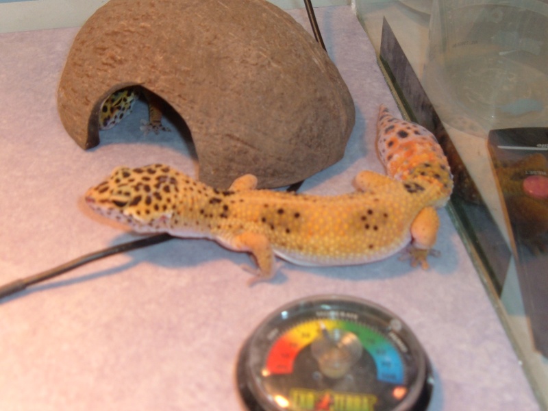 mes geckos leopards Dscf3314