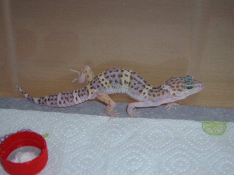 mes geckos leopards Dscf3318