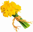 انواع الزهور واسمائها ومعانيها Daffod10