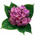انواع الزهور واسمائها ومعانيها Hydran10