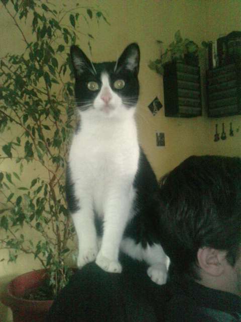 PERDU mon chat noir et blanc, "moustique" à Vernon (27) Mous_13