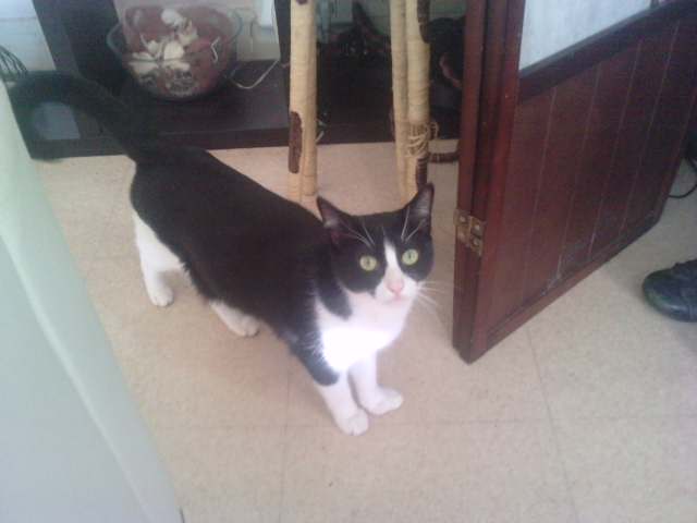 PERDU mon chat noir et blanc, "moustique" à Vernon (27) P1902133