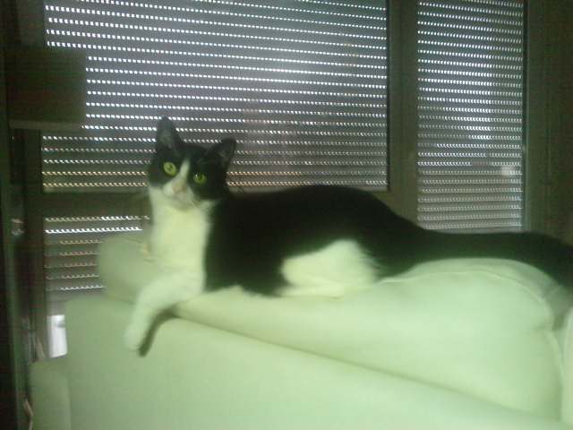 PERDU mon chat noir et blanc, "moustique" à Vernon (27) P2302111