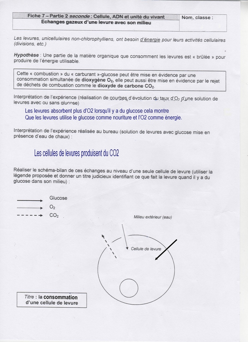 Chapitre 2: Les cellules construisent et composent les êtres vivants Fiche_16