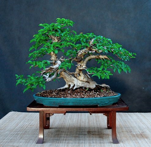 Oriental hornbeam (Carpinus orientalis) 10-20110