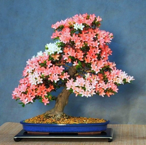 My azalea blooming _dsc0012
