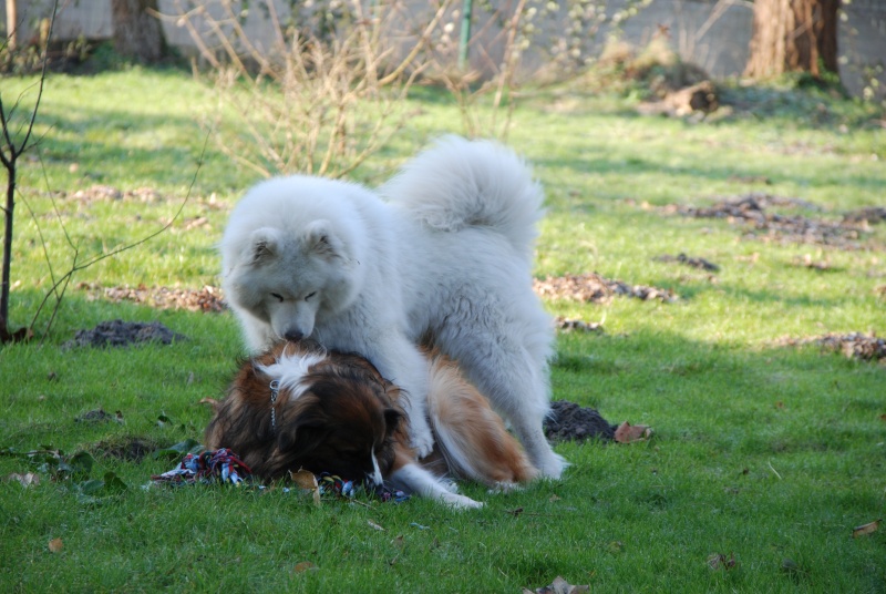 OPHELIA - femelle samoyede 10 ans - Page 3 Dsc_0916