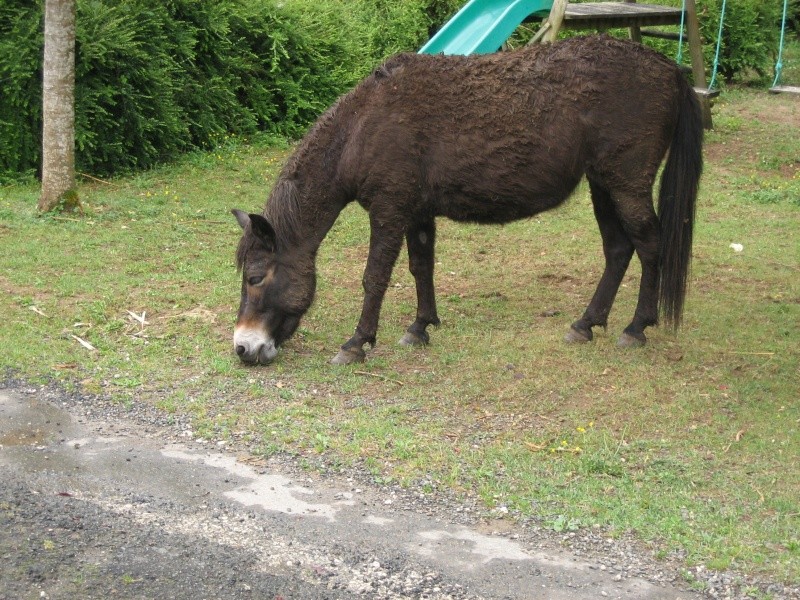 Coquine, mule 6 ans cette année Img_1550