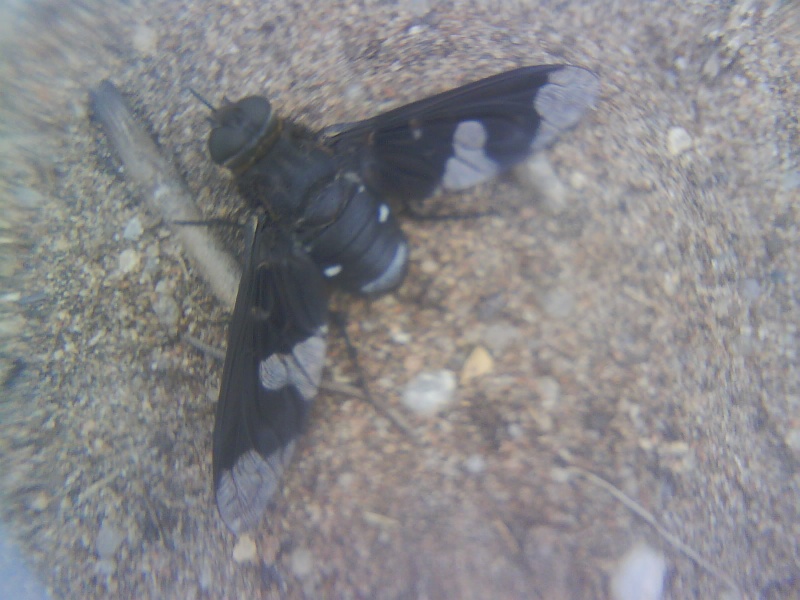 [Bombyliidae] Jolie mouche Dsc00957