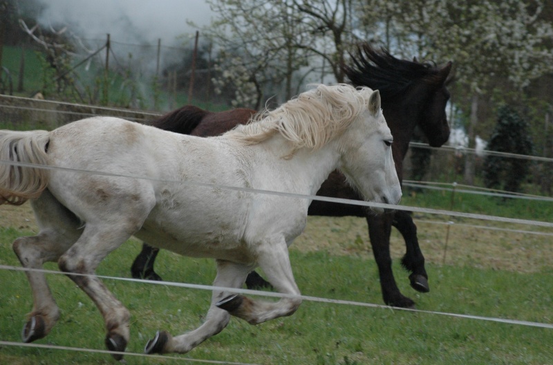 on a mis une petite teigne dans le pres des chevaux : c'est le bordel - Page 6 Folie_16