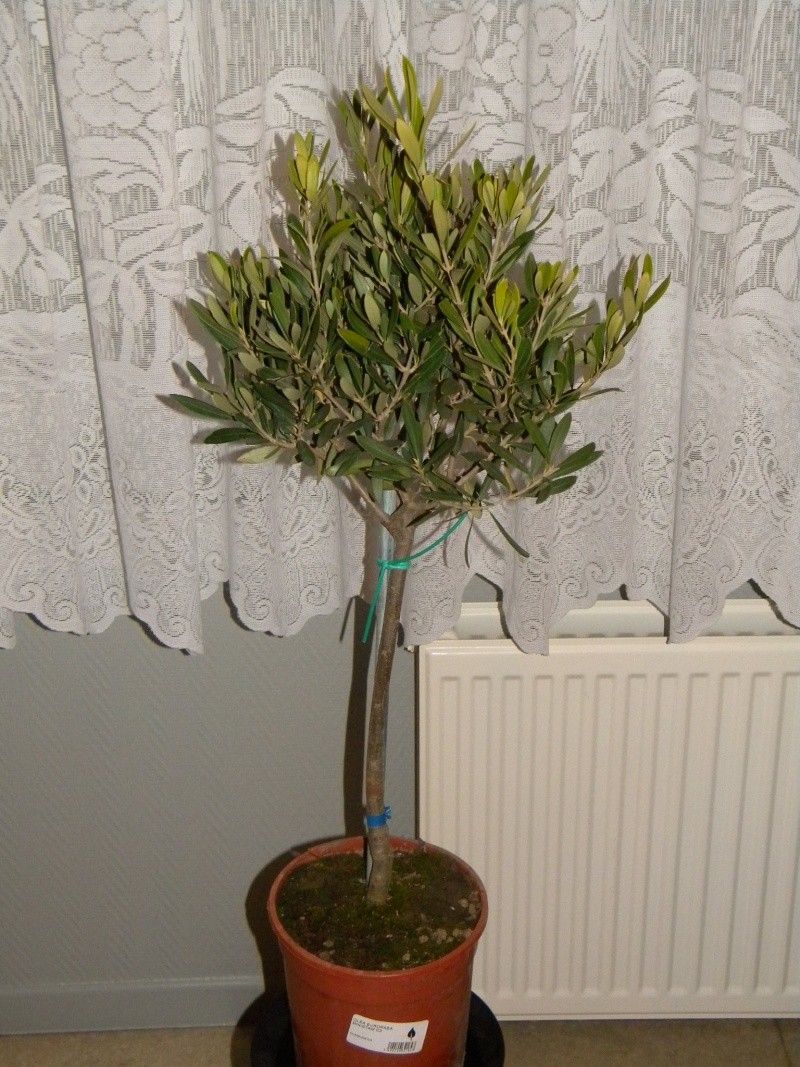 olivier en bonsai Dscn0910