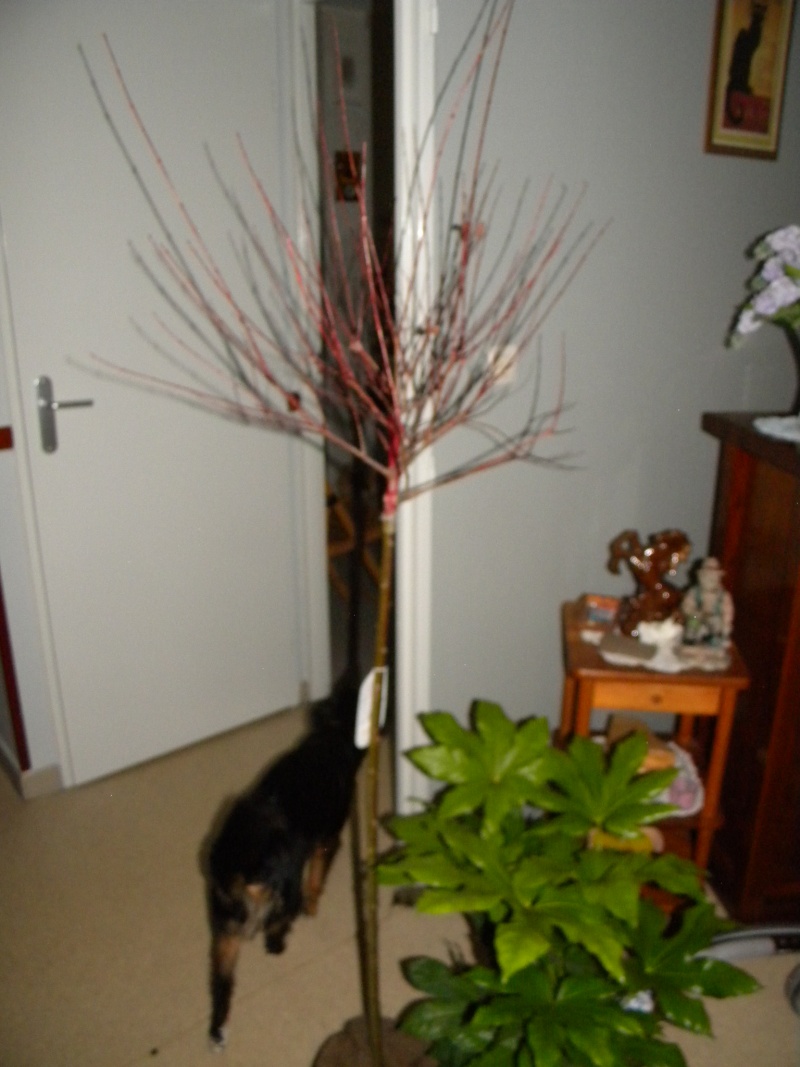olivier en bonsai Dscn0912