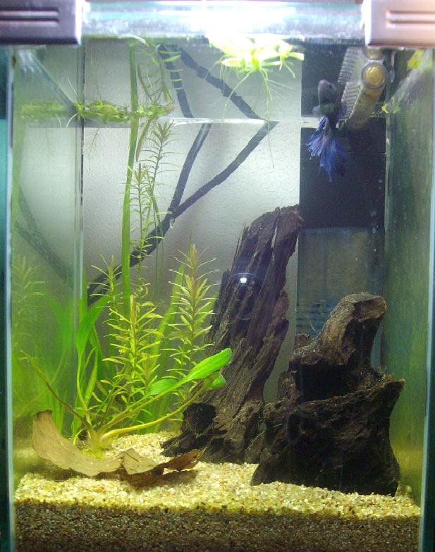 les aquas de mes bettas 10l_1810