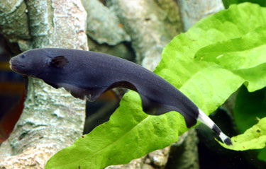 le plus beau poisson d aquarium !? Aptero10