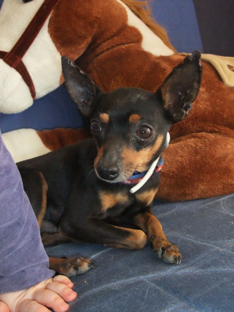 Patch Type Pinscher Nain 5 ans - PACA Dscf0910