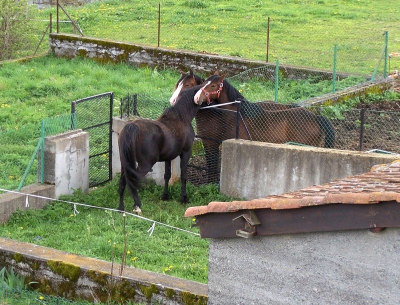 Elevage DAIVANO résa in utéro, à confier et news p3 Ultimu10