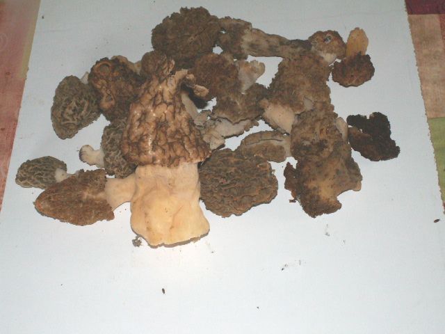 morilles - Page 12 Pict2711