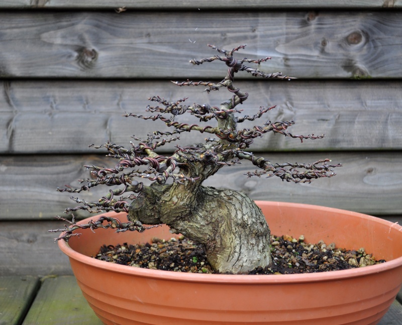 Trimming one of my favorite "Hawthorn". 12-2-212