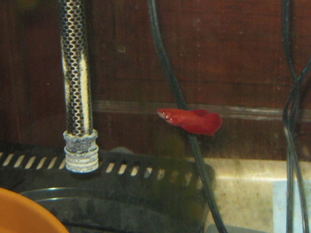 Species Profile: Betta (Betta splendens) Img_0210