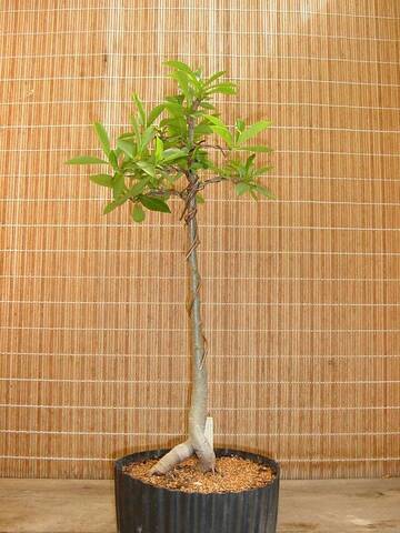 How long does it take to grow a baobab bonsai