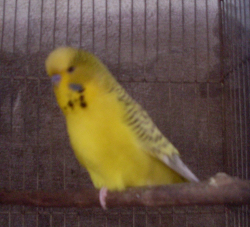 The Main Features of a Budgerigar Sdc11011