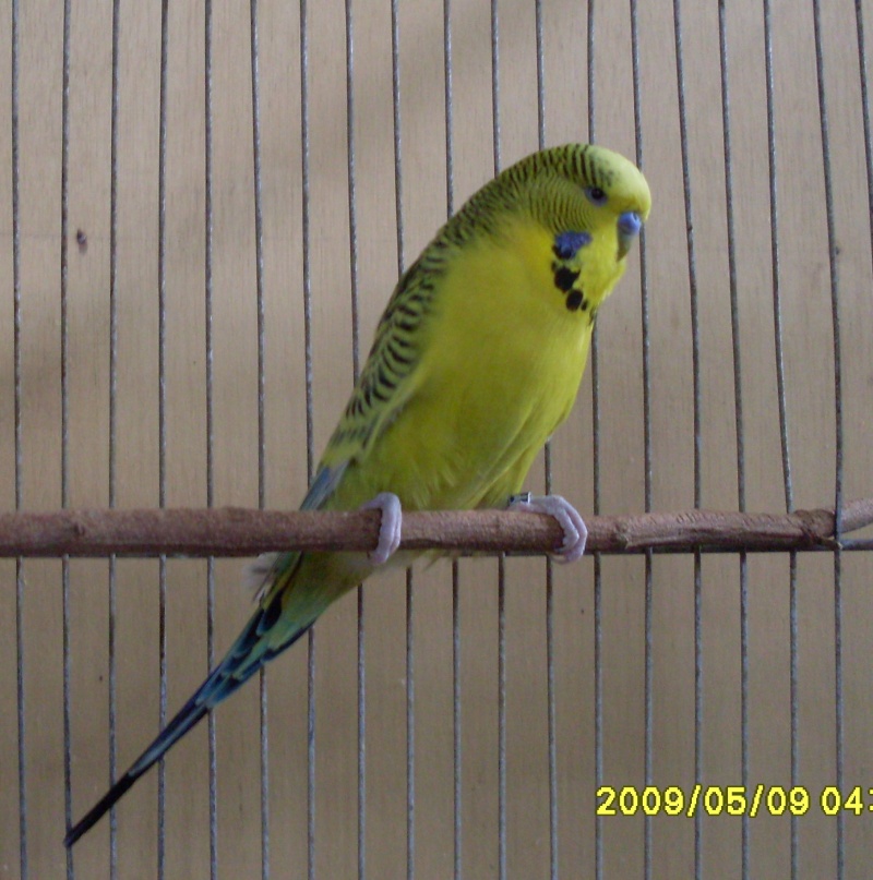 The Main Features of a Budgerigar Sdc11012