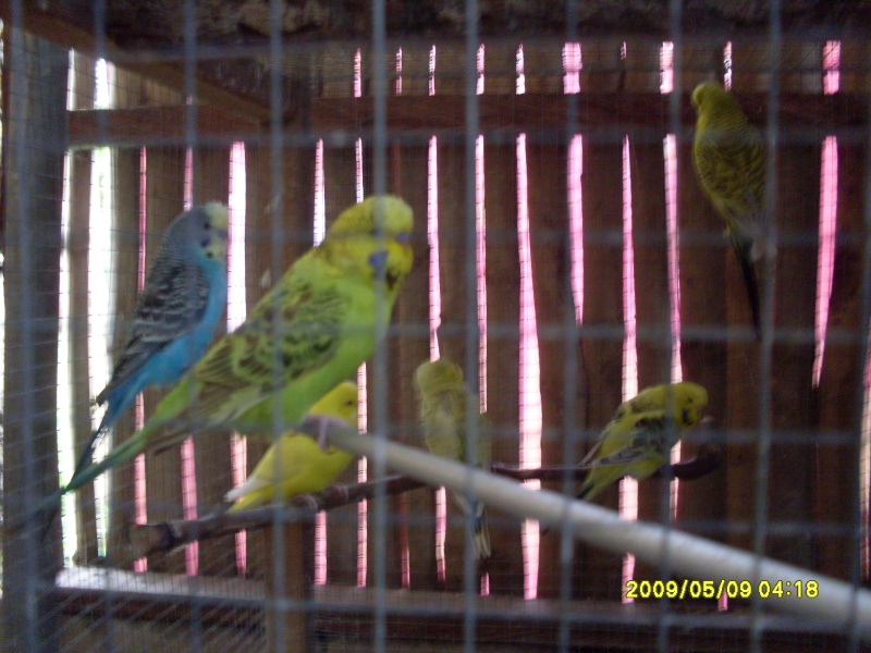 The Main Features of a Budgerigar Sdc11013
