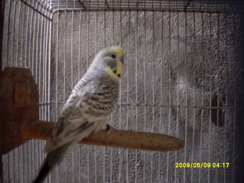 The Main Features of a Budgerigar Sdc11016