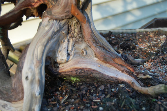 Grafted san jose juniper Dsc_0013