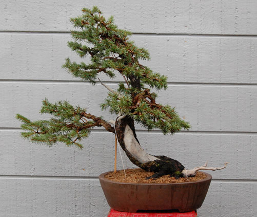 Colorado Blue Spruce Dsc_0016