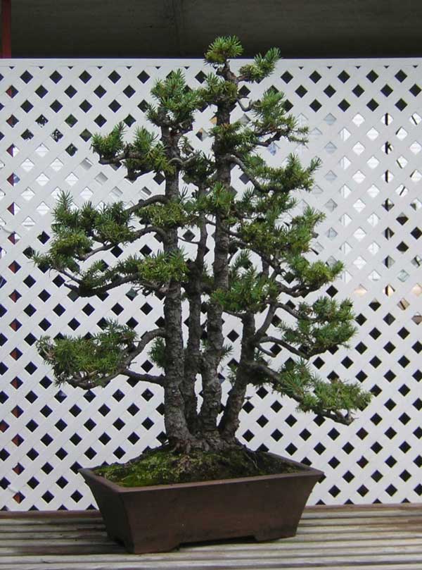 (The problem with) Colorado blue spruce... Dscn1812